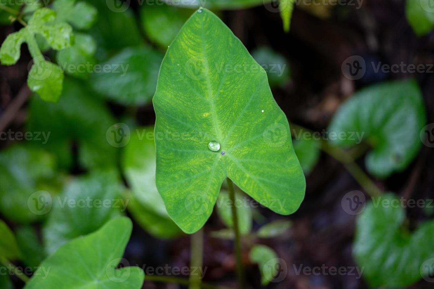 bel dettaglio di gocce d'acqua sulla foglia - dettaglio macro foto