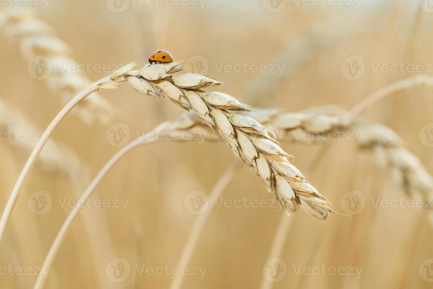 la coccinella si siede sul grano. foto