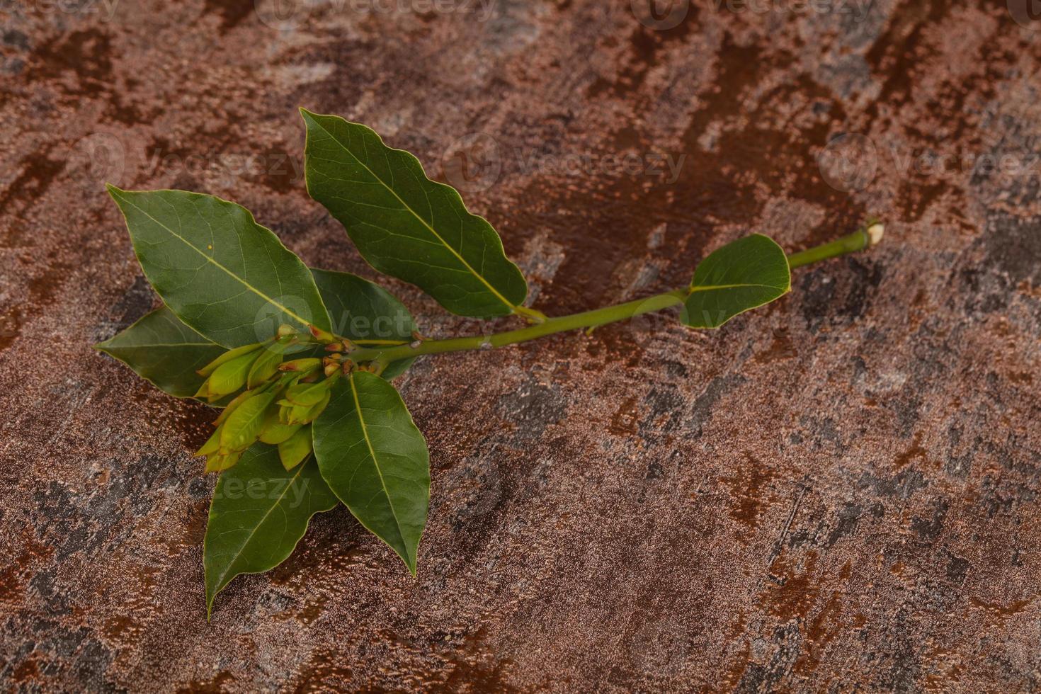 ramo di alloro verde aroma giovane foto