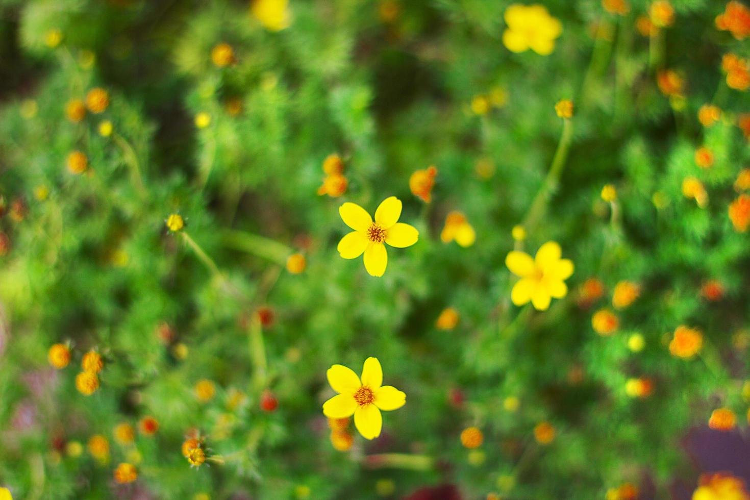 primo piano di fiori colorati a stella gialla con natura leggera e foglia verde, sfondo di copertura. foto