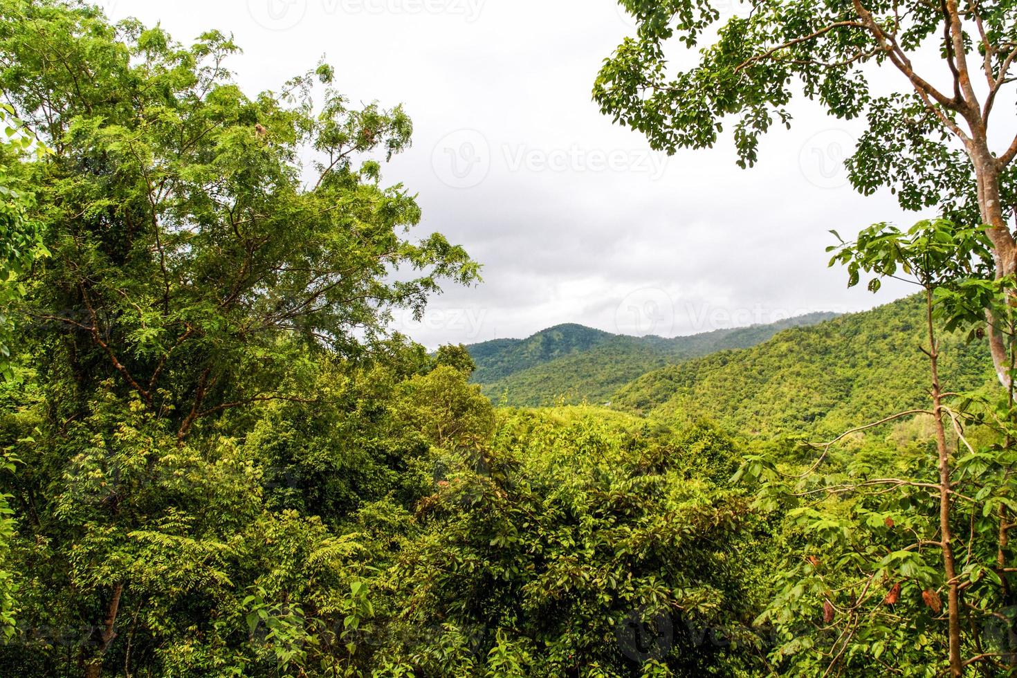 bellissima foresta pluviale foto