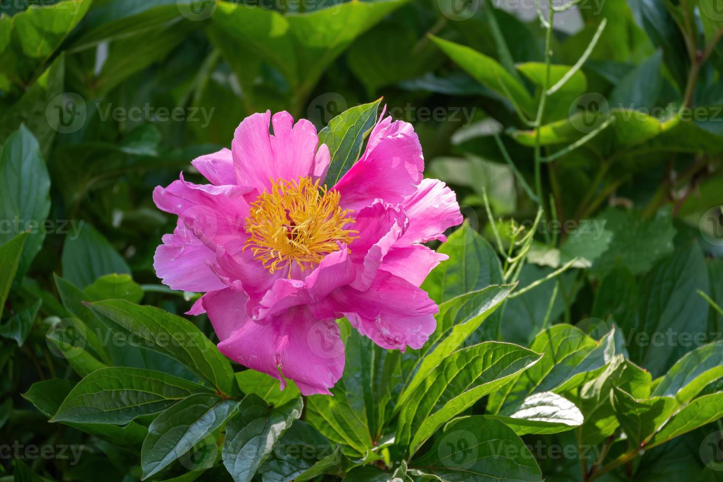 fiore rosa paeonia lactiflora nel giardino foto