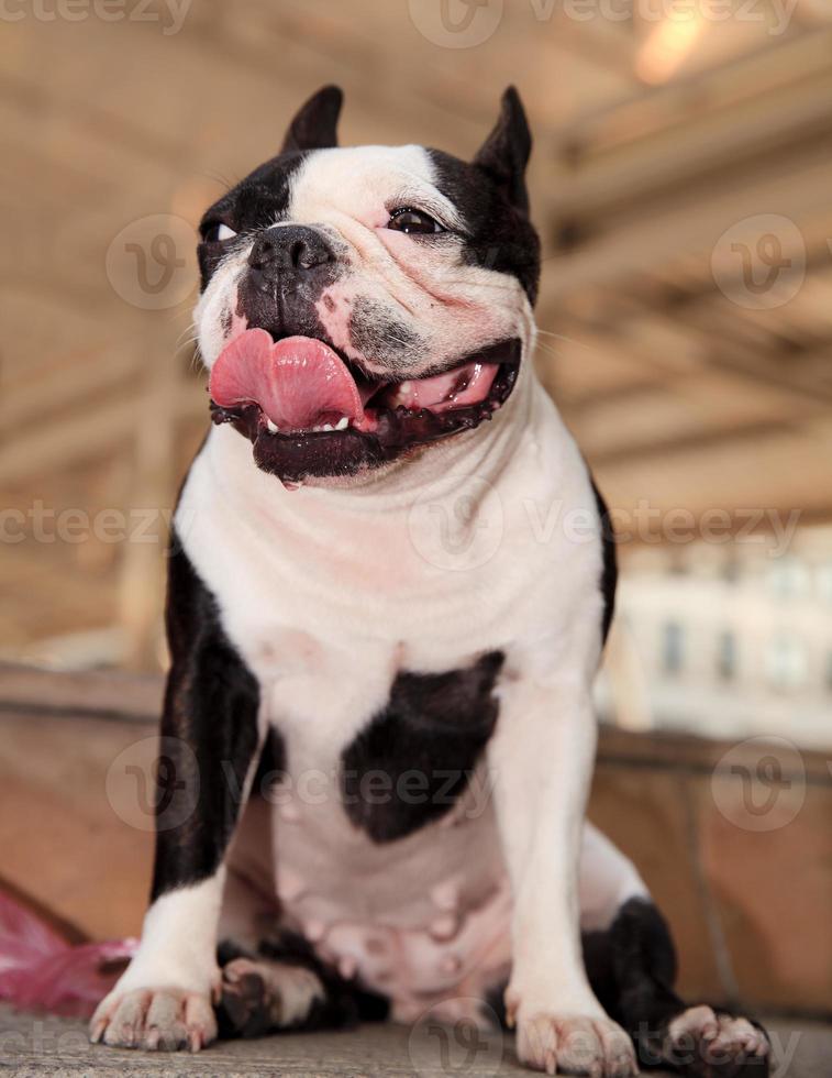 un cagnolino foto