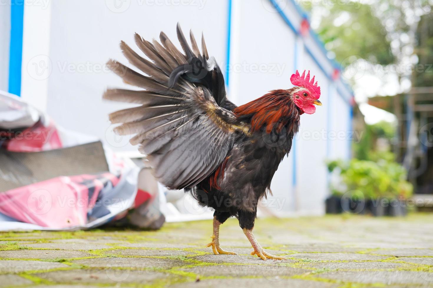 gallo decorativo nel cortile foto