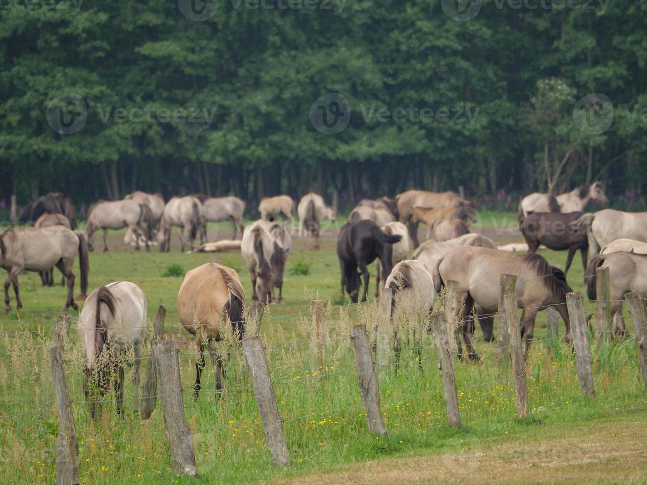 cavallo selvaggio in germania foto