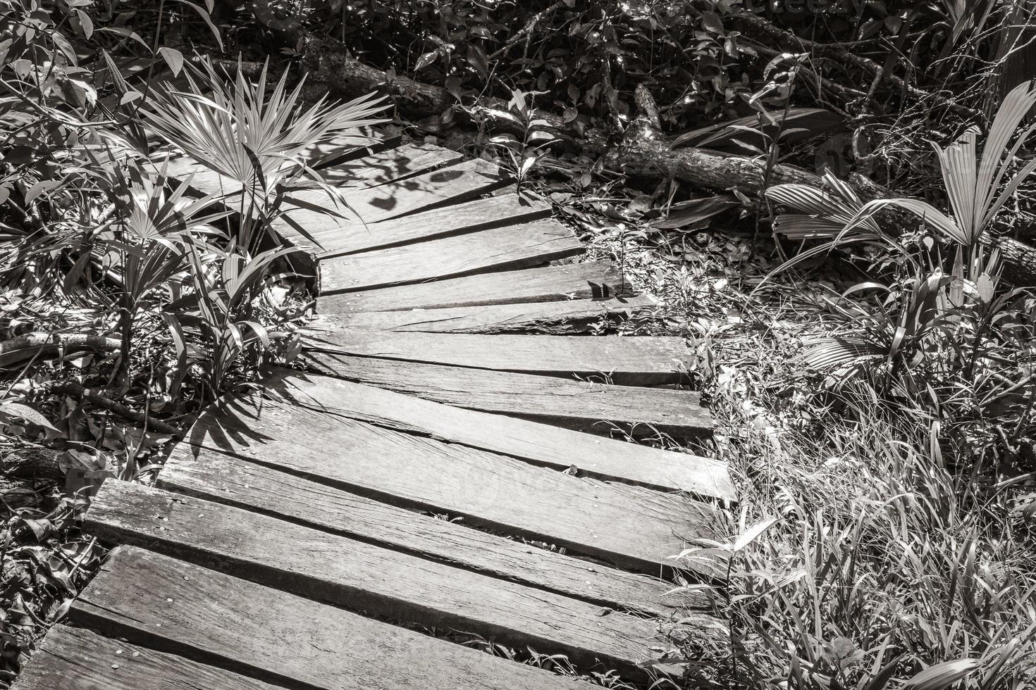 giungla tropicale piante alberi sentieri in legno sian kaan messico. foto