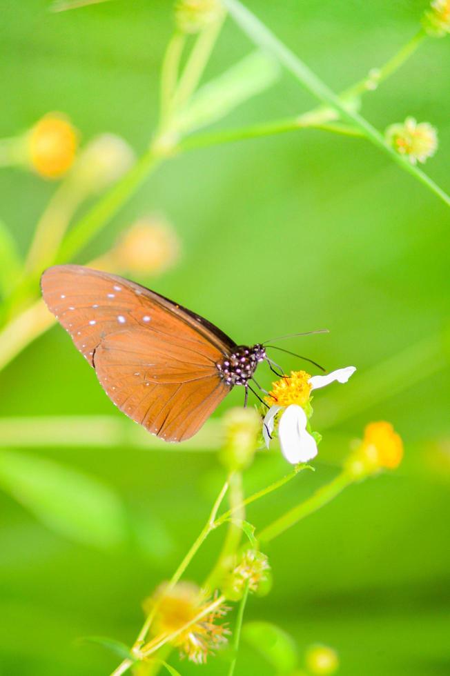 bellissime farfalle in natura stanno cercando il nettare dai fiori nella regione tailandese della tailandia. foto