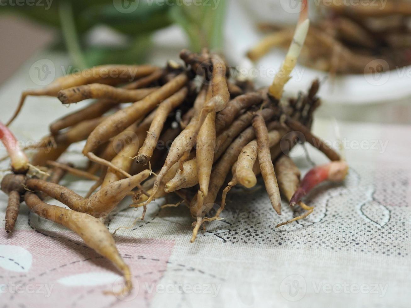 boesenbergia rotunda, kaempferia cochinchinensis gagnep, curcuma rotunda, boesenbergia pandurate, kaempferia ovata roscoe, kaempferia pandura cibo vegetale erba tailandese su legno, covid19 coronavirus foto