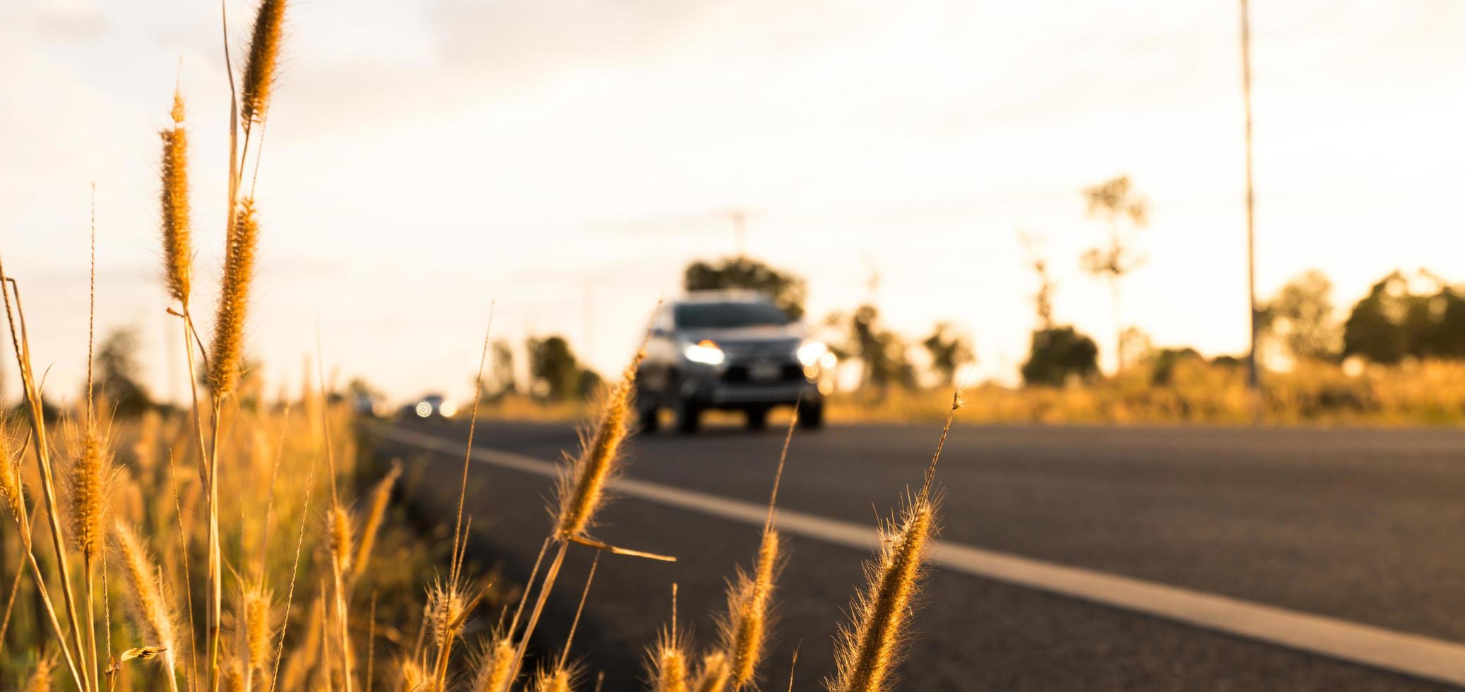 fiore d'erba con sfondo sfocato di auto e strada asfaltata, cielo blu, nuvole bianche e palo elettrico in campagna foto