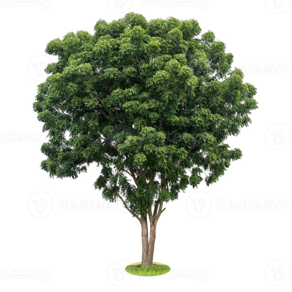 isolare le foglie verdi dell'albero di neem. foto