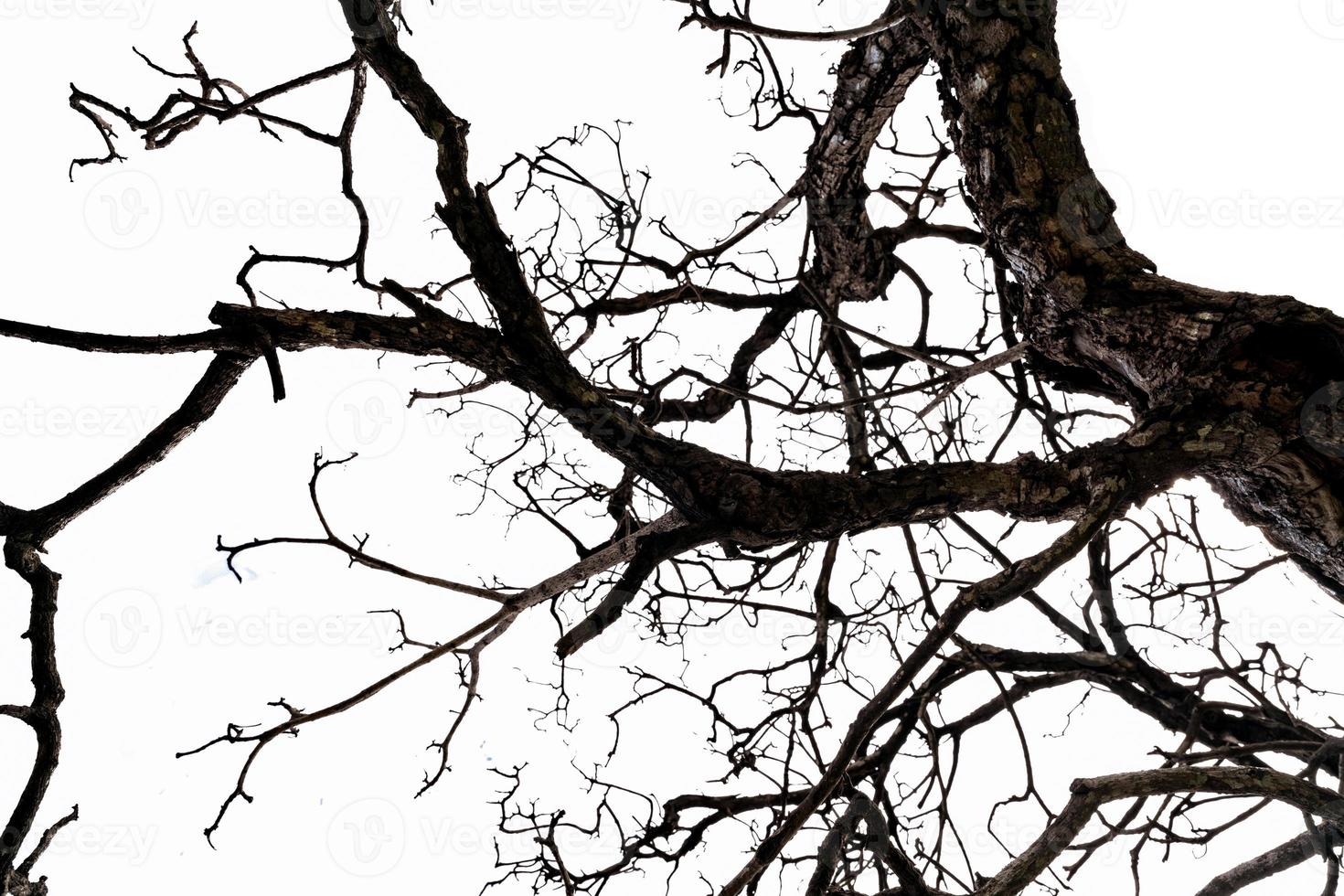 vista dal basso dell'albero morto e dei rami disorganizzati isolati su sfondo bianco. concetto di morte, senza speranza, disperazione, tristezza e lamento. sfondo del giorno di halloween. ramo di albero morto per la progettazione grafica. foto