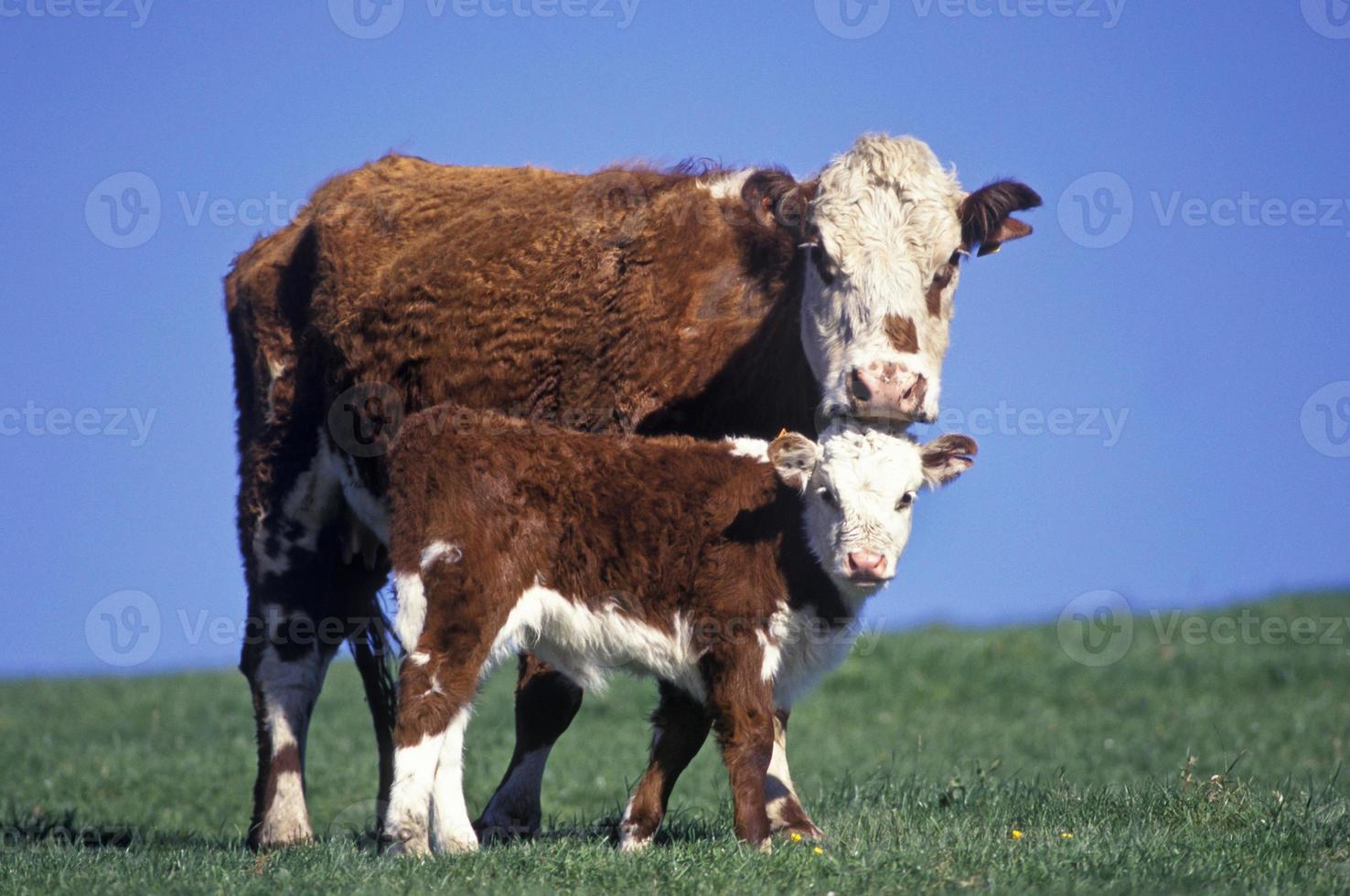 una mucca rossa e bianca di Hereford e il suo vitello foto
