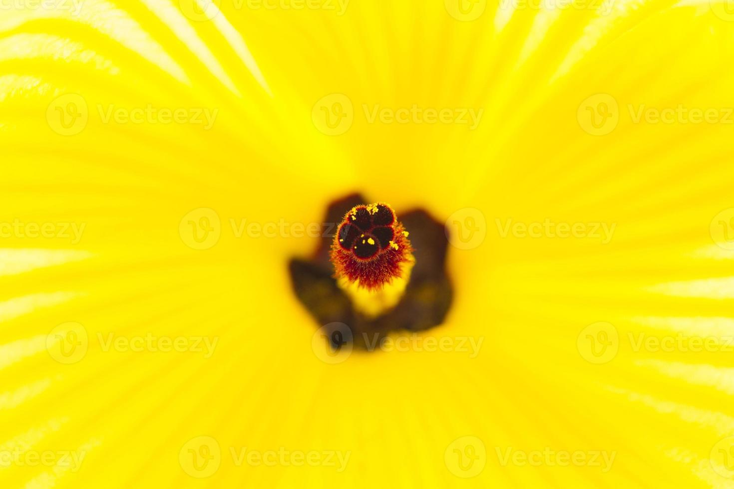 immagine ravvicinata del fiore di ibisco giallo foto