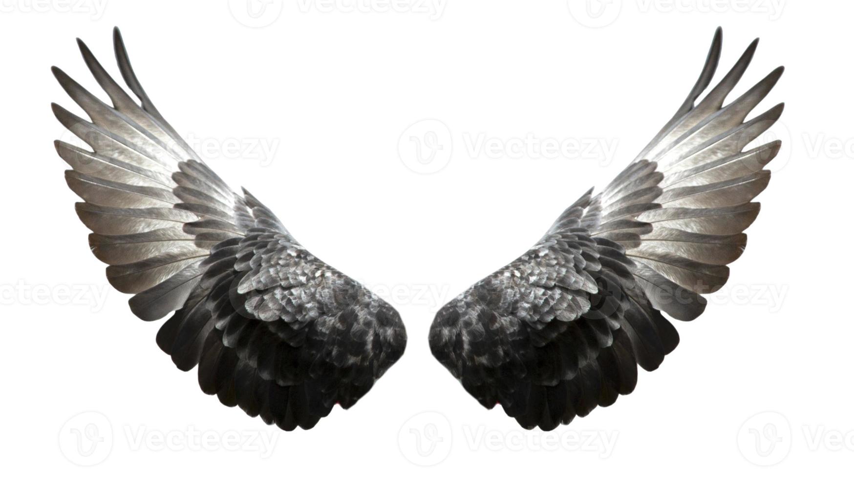 ali di piccione isolate su sfondo bianco foto