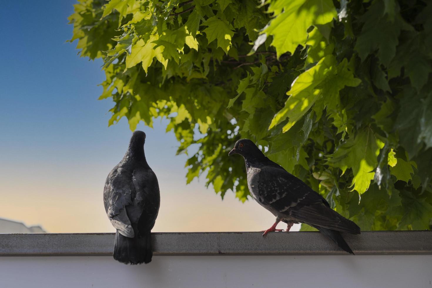 ritratto di un piccione grigio in un parco cittadino foto