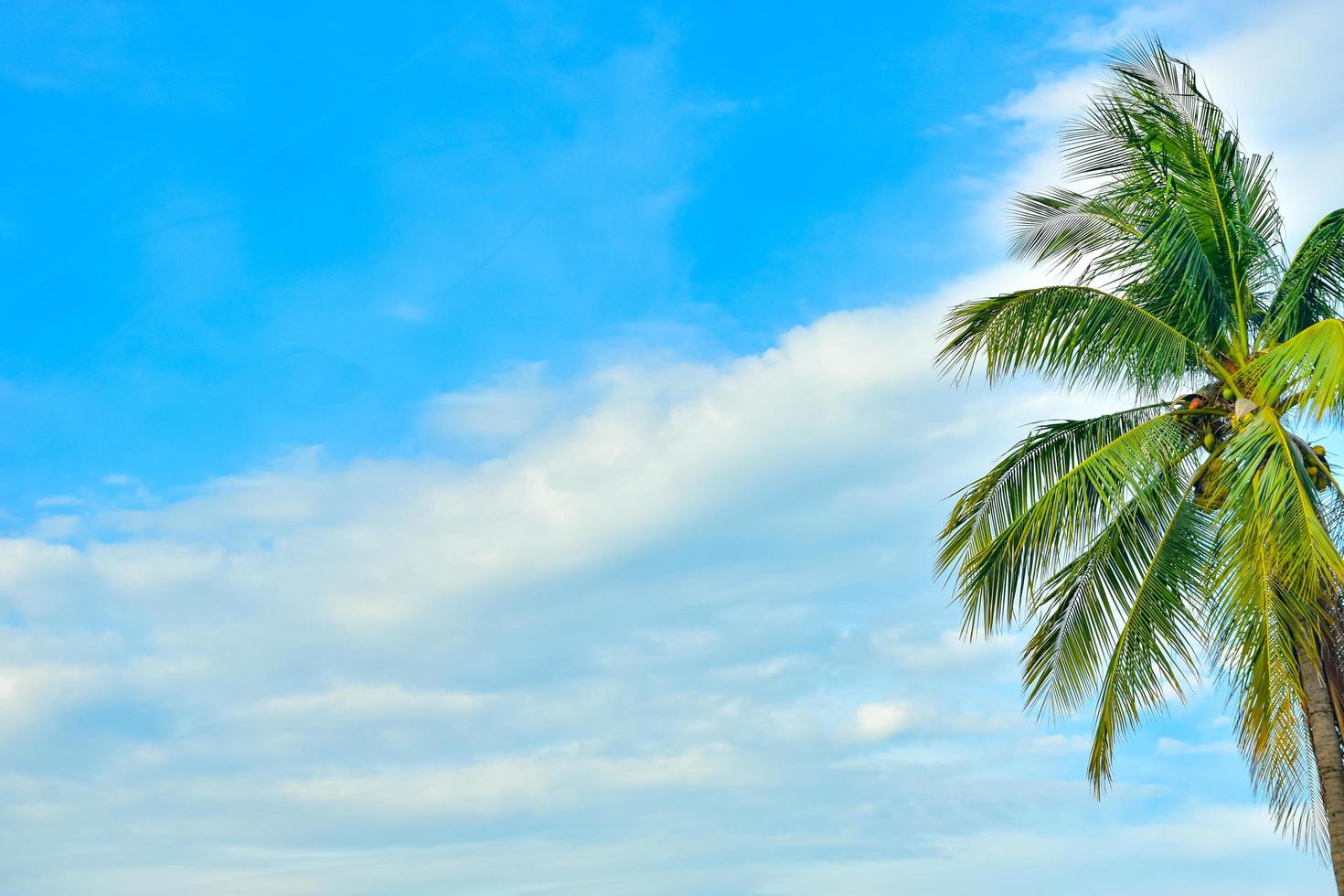 albero di cocco sullo sfondo del cielo blu foto