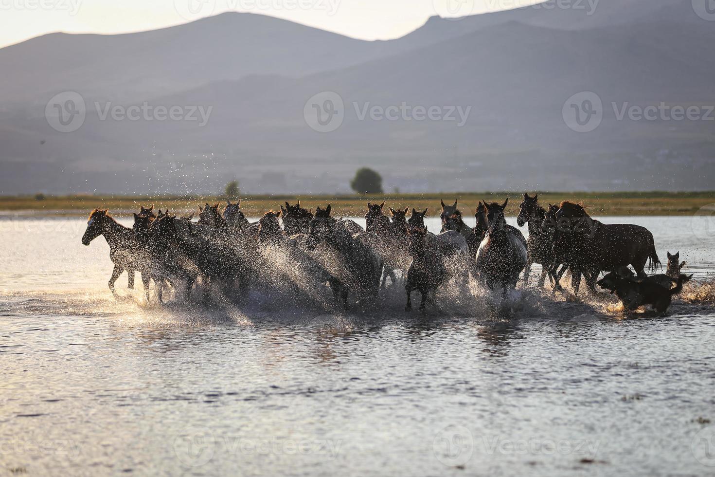 cavalli yilki che corrono in acqua, kayseri, tacchino foto