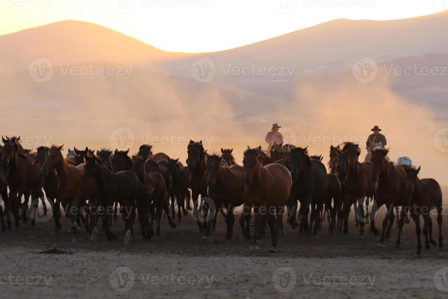 cavalli yilki che corrono nel campo, kayseri, turchia foto