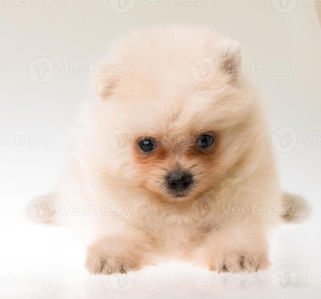 cucciolo di spitz di Pomerania foto