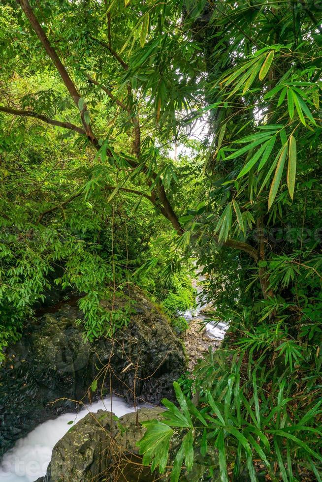 foto di alberi e cascate nelle foreste tropicali dell'Indonesia