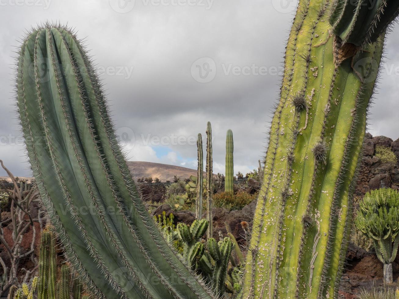 isola di lanzarote in spagna foto