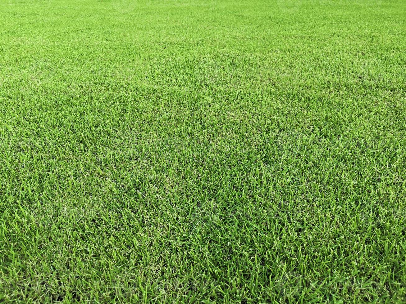 campo verde di sfondo in erba foto