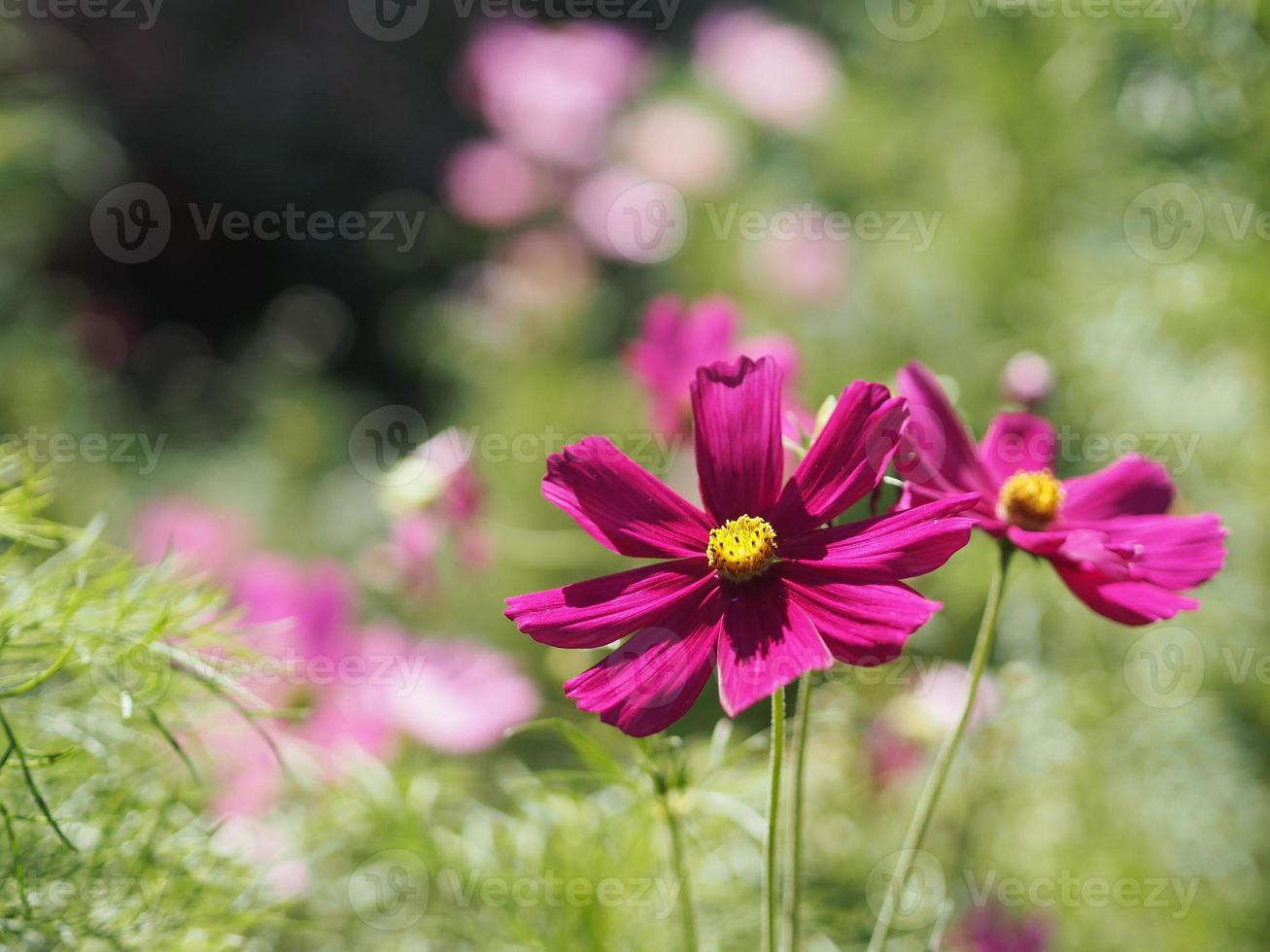 viola, fiore di colore rosa scuro, cosmo di zolfo, fiori di aster messicano stanno sbocciando magnificamente in primavera nel giardino, sfocato sullo sfondo della natura foto