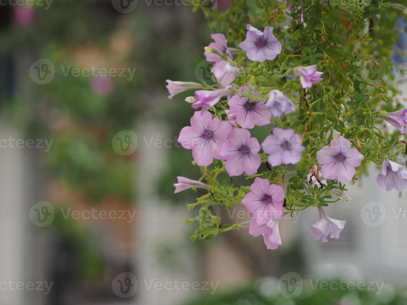 colore della cascata rosa onda, solenaceae, petali di grandi dimensioni strato singolo grandiflora singles viola fiore viola in un vaso di plastica giardino fiorito natura sfondo albero foto