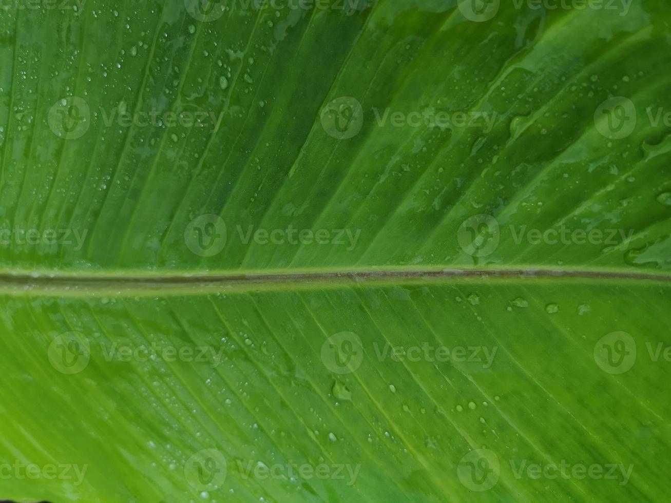 goccia di pioggia sulla banana fresca foglia modello astratto linea verde natura sfondo foto