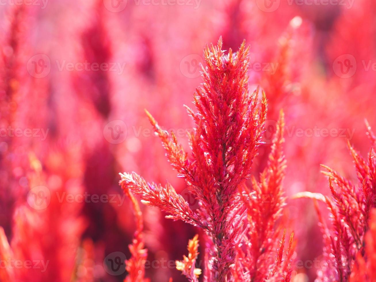amaranto coda di volpe, colore rosso celosia argentea amaranthaceae fiori che sbocciano nel giardino sfocato dello sfondo della natura, celosia plumose, celusia piumata, colore rosso, fiore di lana foto
