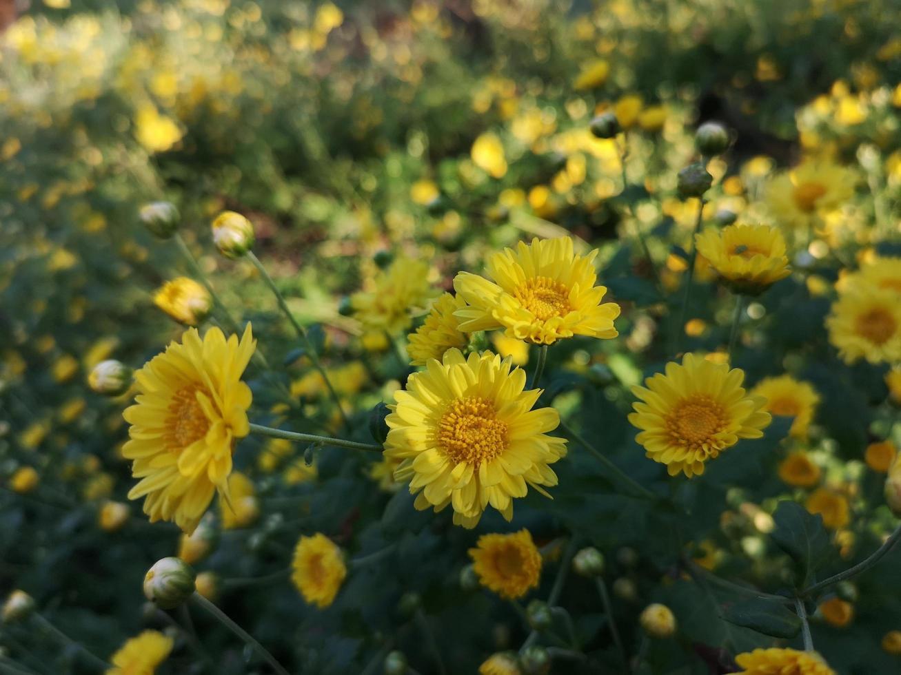 Bush chrysanthemum indicum nome scientifico dendranthema morifolium, flavonoidi, primo piano polline di fiore giallo che fiorisce in giardino su sfondo sfocato della natura foto