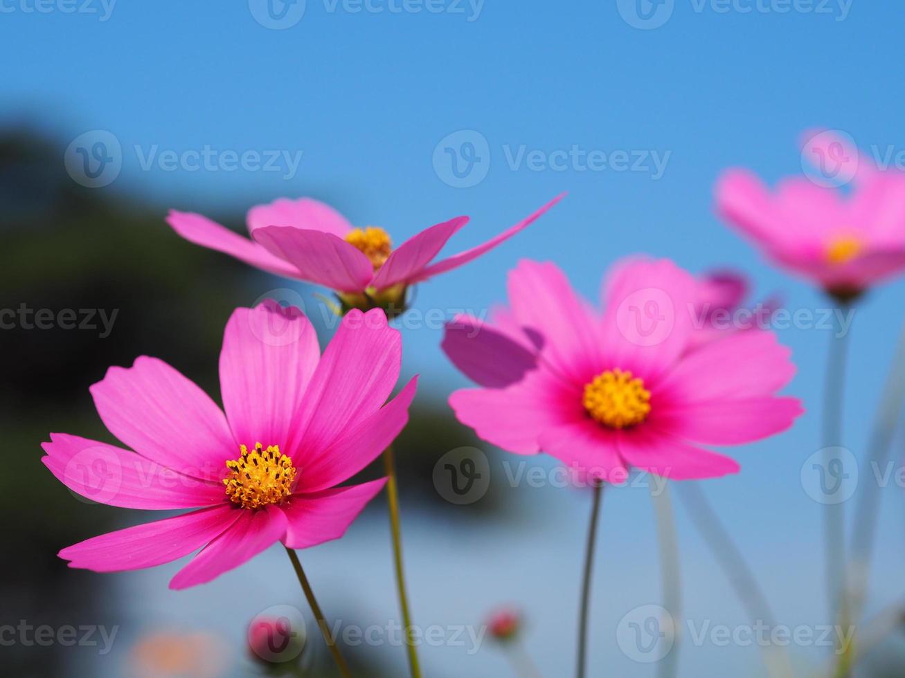 fiore di colore rosa, cosmo di zolfo, fiori di aster messicano stanno sbocciando magnificamente in primavera nel giardino, sfocato sullo sfondo della natura foto