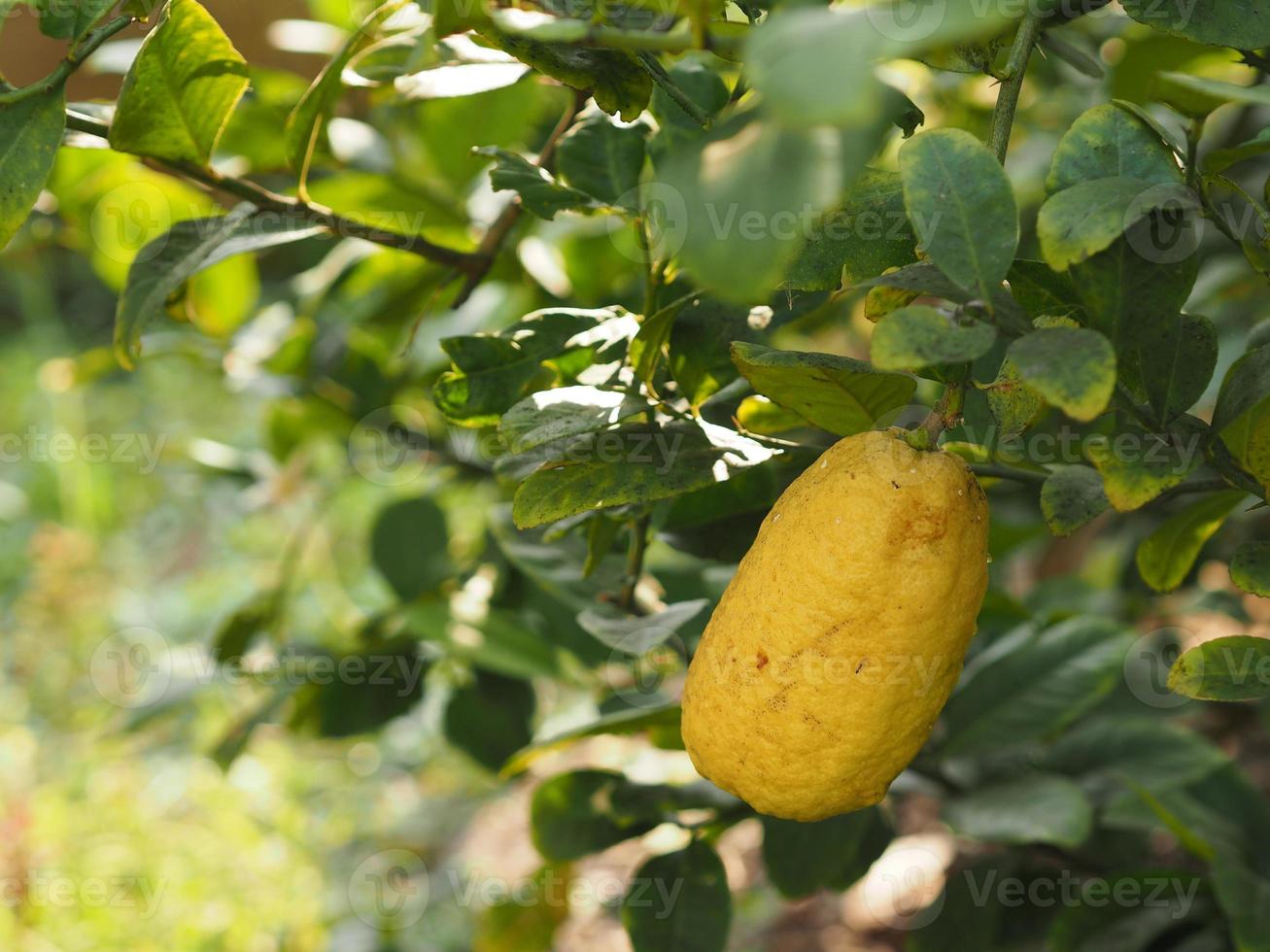 lime, limone giallo sull'albero sfocato sullo sfondo della natura, frutta dal sapore acido della pianta foto
