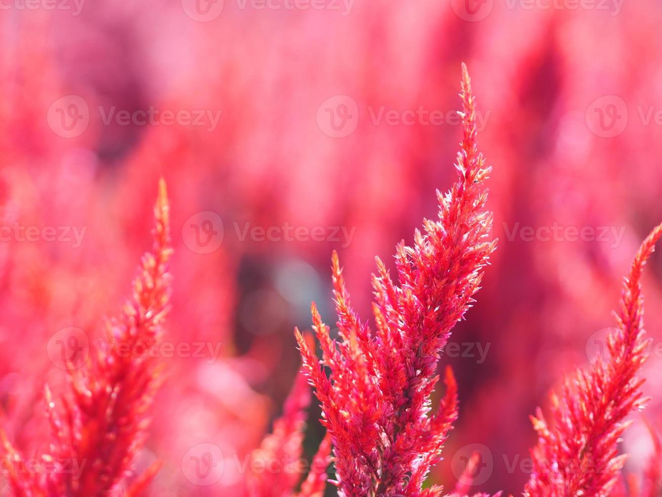 amaranto coda di volpe, colore rosso celosia argentea amaranthaceae fiori che sbocciano nel giardino sfocato dello sfondo della natura, celosia plumose, celusia piumata, colore rosso, fiore di lana foto