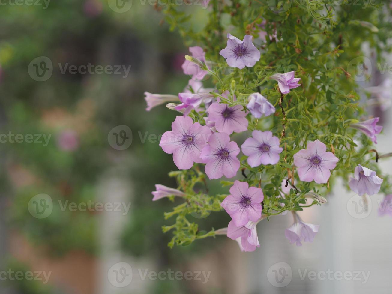 cascata rosa onda,solanaceae, vilm ibrido petunia scientifico, grandi petali a strato singolo grandiflora singles fiore viola viola in un vaso di plastica che fiorisce in giardino natura sfondo albero appeso foto