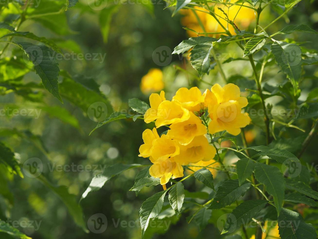 sambuco giallo, magnoliophyta, angiospermae color giallo oro fiore a tromba, sambuco giallo, trumpetbush, tecoma stans sfocato di sfondo bellissimo nella natura che fiorisce in un mazzo di fiori foto