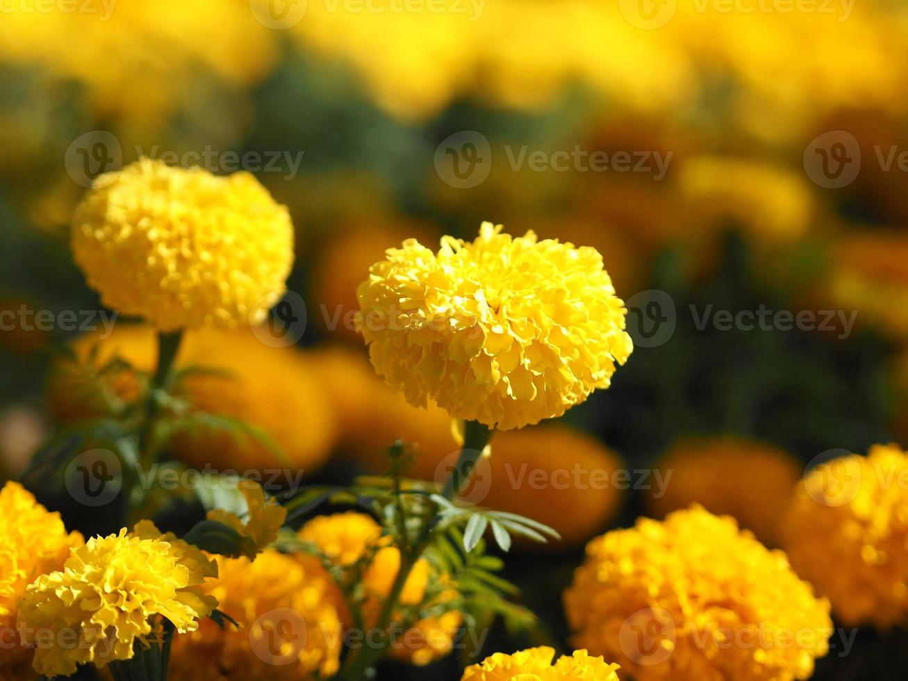 calendule africane, calendule americane o azteche fioriscono bellissimi fiori di colore giallo che crescono in fiore in giardino sullo sfondo della natura foto