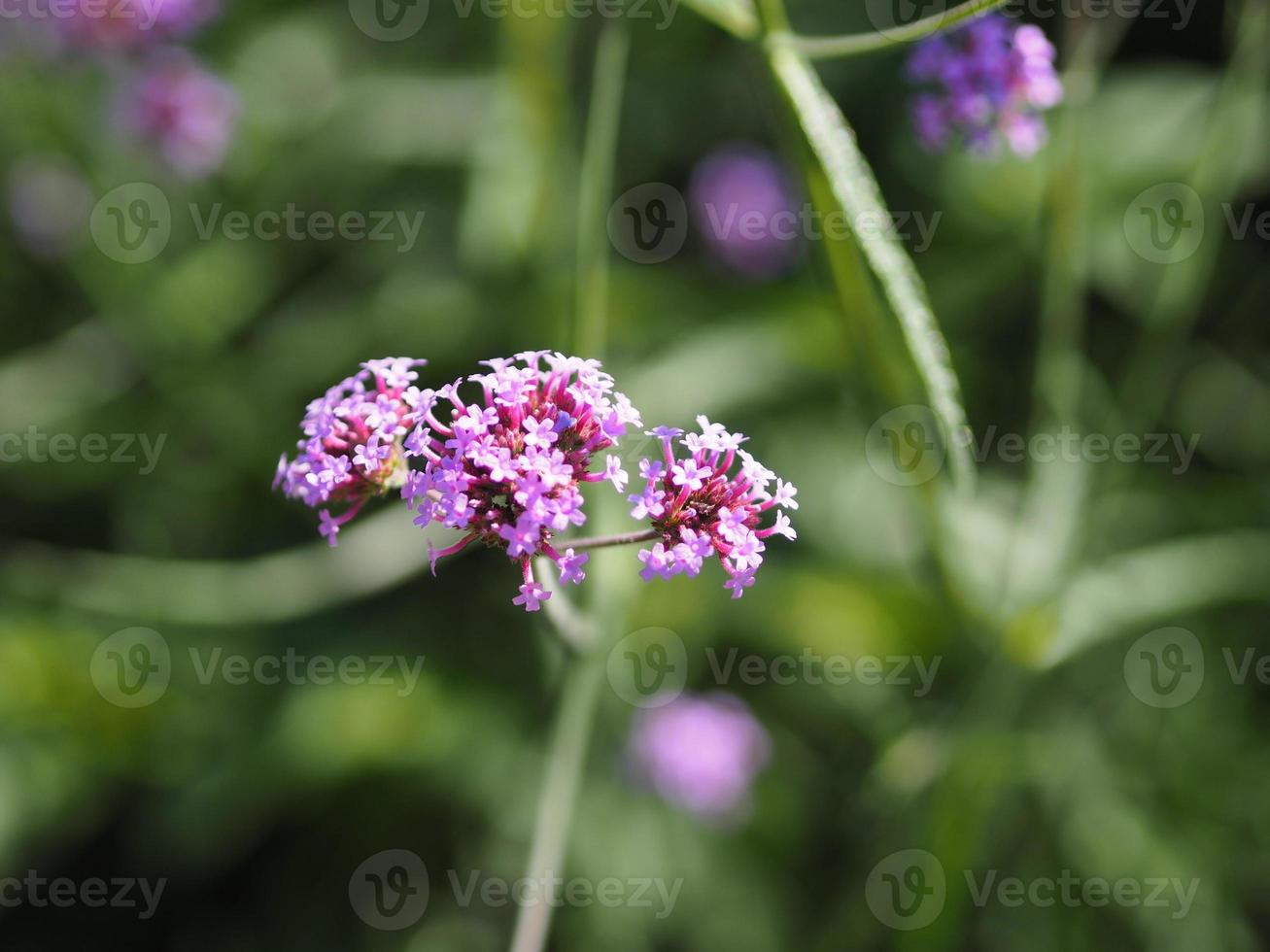 bouquet di verbena piccolo fiore viola che sboccia in giardino sfocato sullo sfondo della natura, copia il concetto di spazio per scrivere il design del testo sullo sfondo anteriore per banner, carta, sfondo, pagina web foto