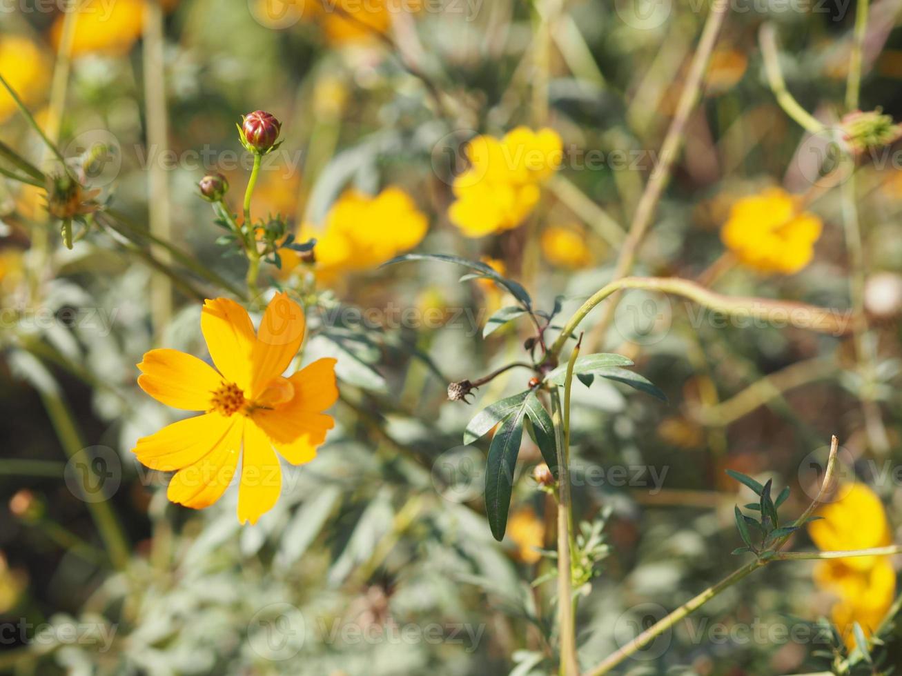 aster messicano, cosmo, compositae, cosmo sulfureo colore giallo e arancione fioritura primaverile in giardino su sfondo sfocato della natura foto