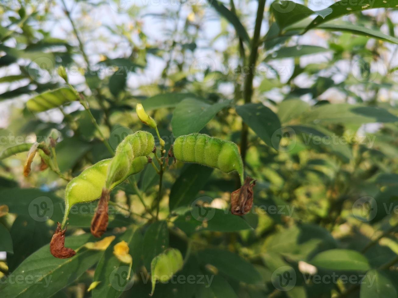 cajanus canja l millsp, pigeonpea appartenente alla famiglia delle leguminose o nome kadios i baccelli sono piatti. quando i giovani baccelli sono verdi, le strisce rosse sul vecchio ortaggio fioriscono sullo sfondo della natura foto