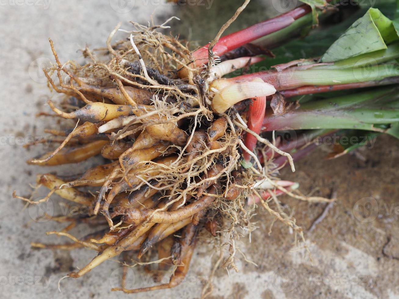 boesenbergia rotunda, kaempferia cochinchinensis gagnep, curcuma rotunda, boesenbergia pandurate, kaempferia ovata roscoe, kaempferia pandurata roxb cibo vegetale erbe tailandesi covid-19 coronavirus foto