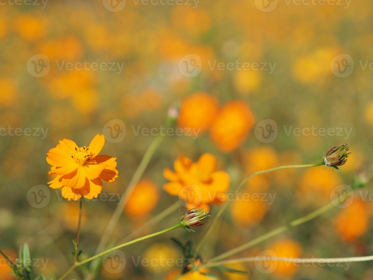 aster messicano, cosmo, compositae, cosmo sulfureo colore giallo e arancione fioritura primaverile in giardino su sfondo sfocato della natura foto