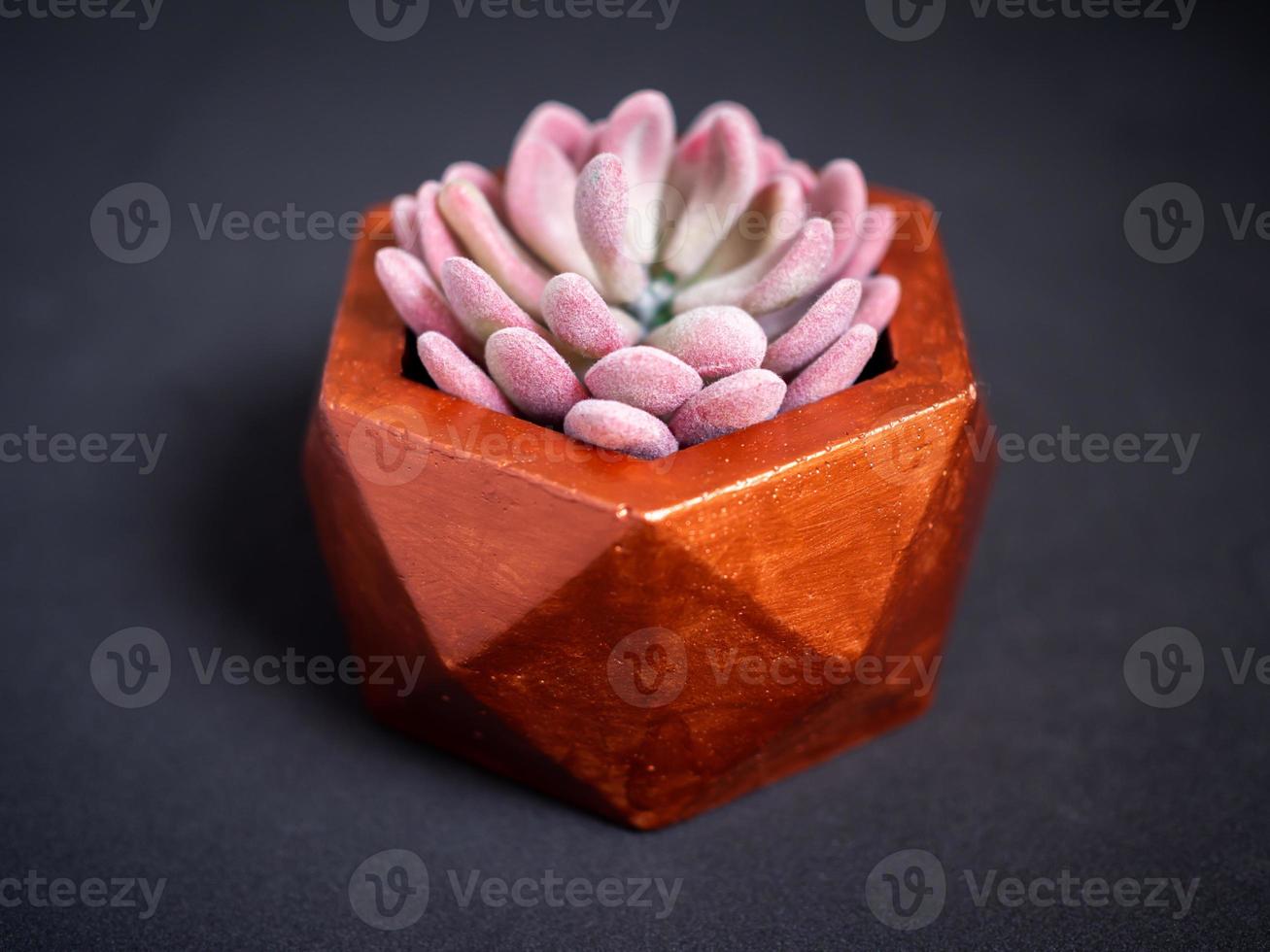 fioriera moderna geometrica in cemento con pianta succulenta. vaso in cemento dipinto per la decorazione domestica foto