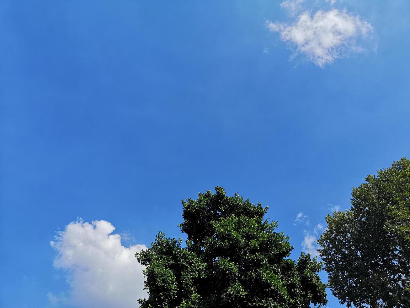 cespuglio albero texture natura foglie sfondo e nuvola bianca sul cielo blu foto