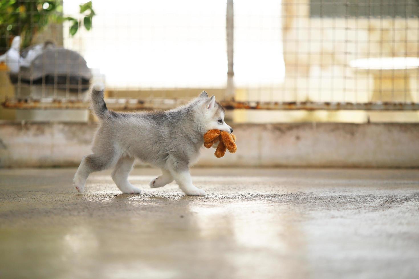 cucciolo di husky siberiano che gioca con la bambola cucciolo lanuginoso con il giocattolo in bocca. foto