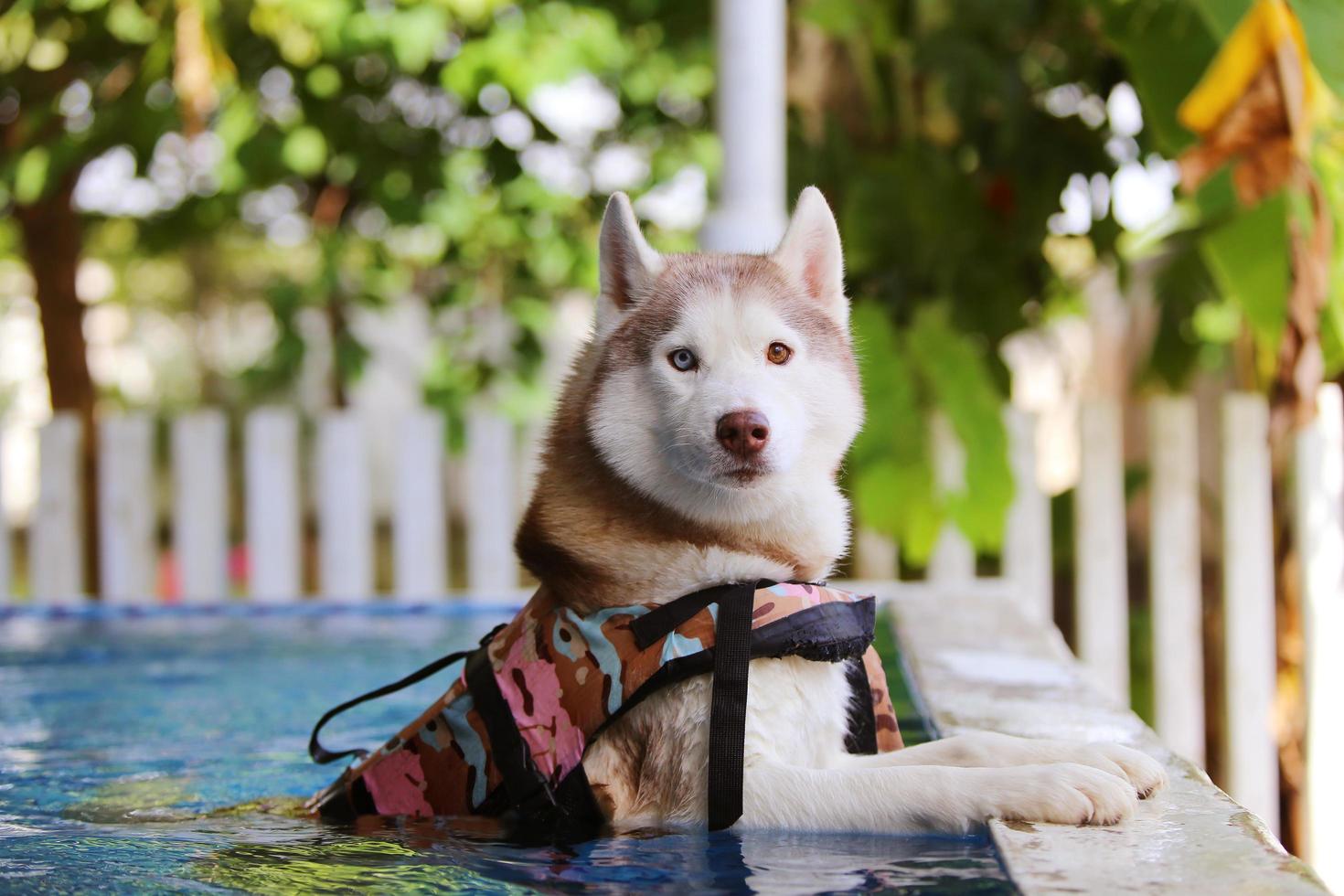 husky siberiano che indossa il giubbotto di salvataggio e nuota in piscina. cane che nuota. foto