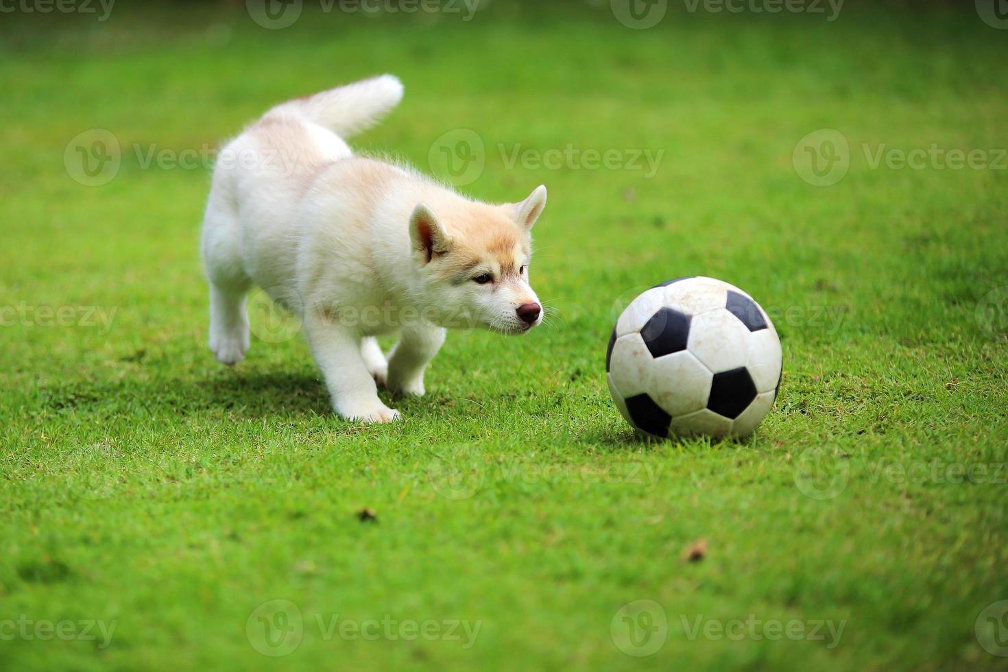 cucciolo di husky siberiano che gioca a calcio al parco. cucciolo lanuginoso che gioca con il pallone da calcio nel campo di erba. foto