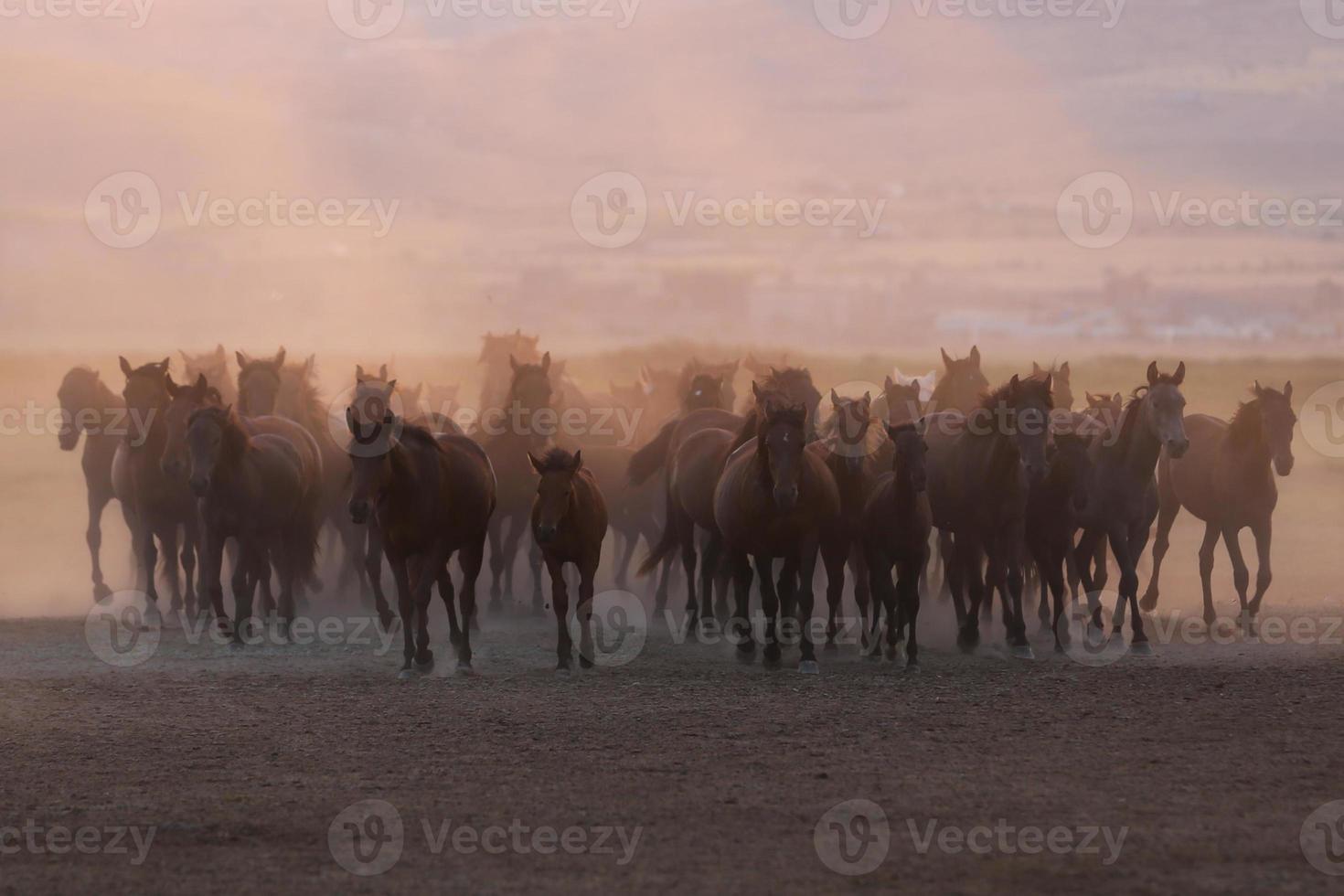 cavalli yilki che corrono nel campo, kayseri, turchia foto