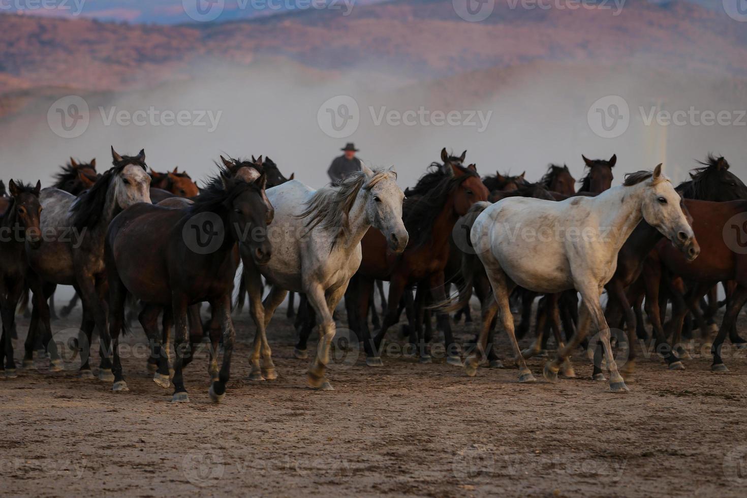 cavalli yilki che corrono nel campo, kayseri, turchia foto