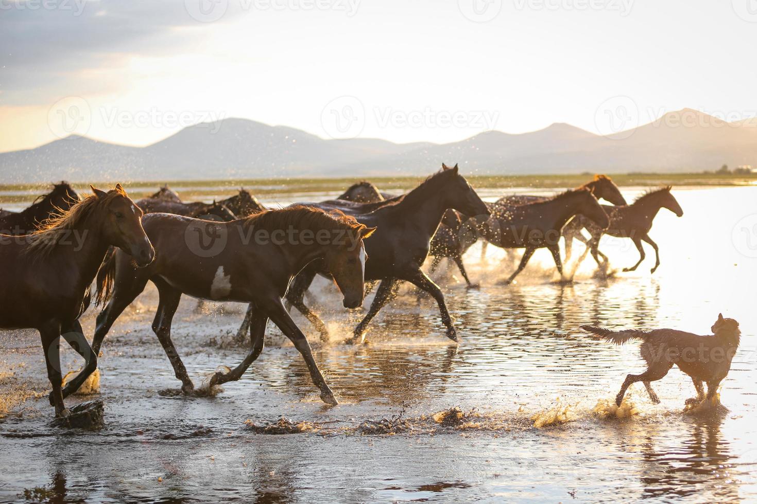 cavalli yilki che corrono in acqua, kayseri, tacchino foto